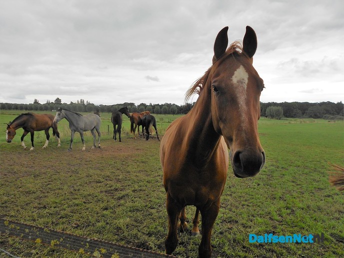Even weer neuzen bij de paarden van Diepman