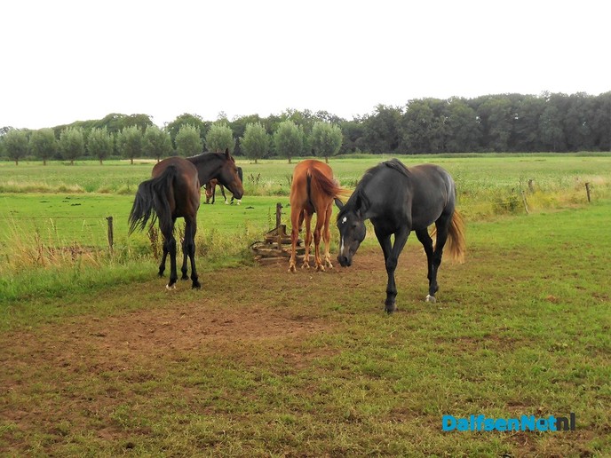 Even weer neuzen bij de paarden van Diepman