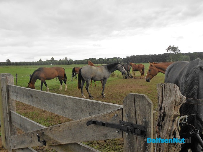 Even weer neuzen bij de paarden van Diepman