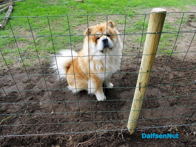 Geen wolf maar een leeuw in Emmen?