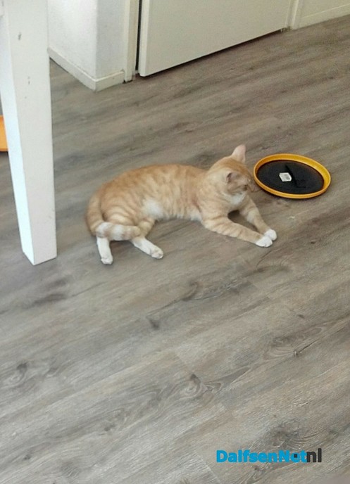 Kater vermist maar ook weer terug - Foto: Ingezonden foto