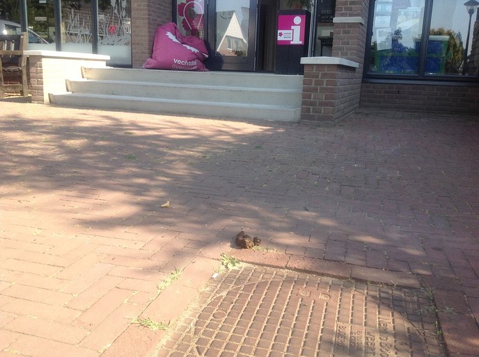 Stank veur dank - Foto: Eigen geleverde foto