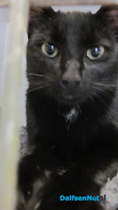 Zwarte kater - Foto: Ingezonden foto