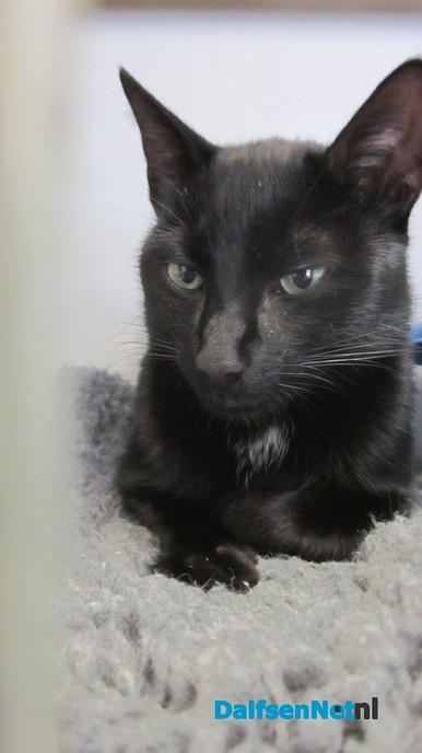 Zwarte kater - Foto: Ingezonden foto