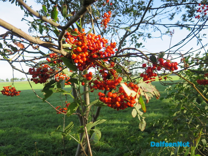 Veel regen in drie dagen, de natuur knapt er van op - Foto: Wim