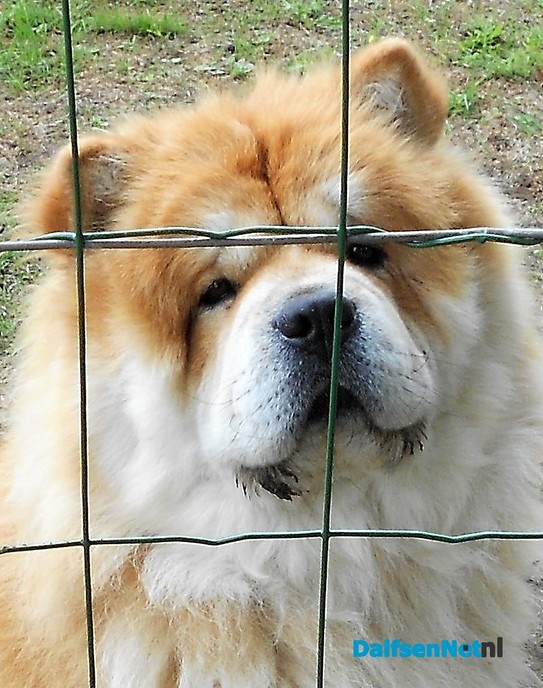 Geen wolf maar een leeuw in Emmen?