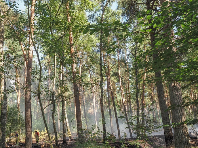 Bosbrandje onder controle