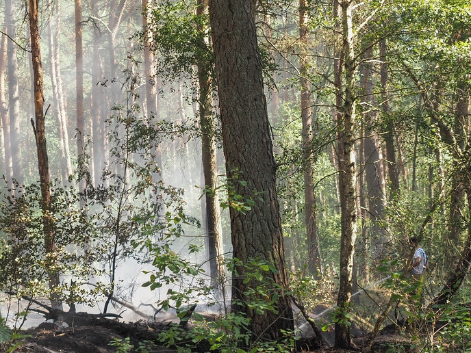 Bosbrandje onder controle