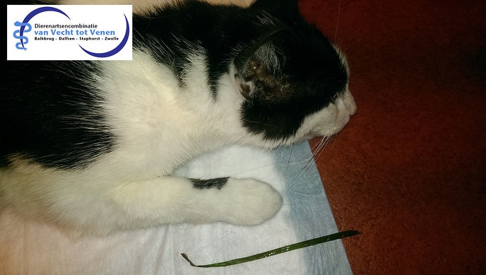 Brakende kat Rinus