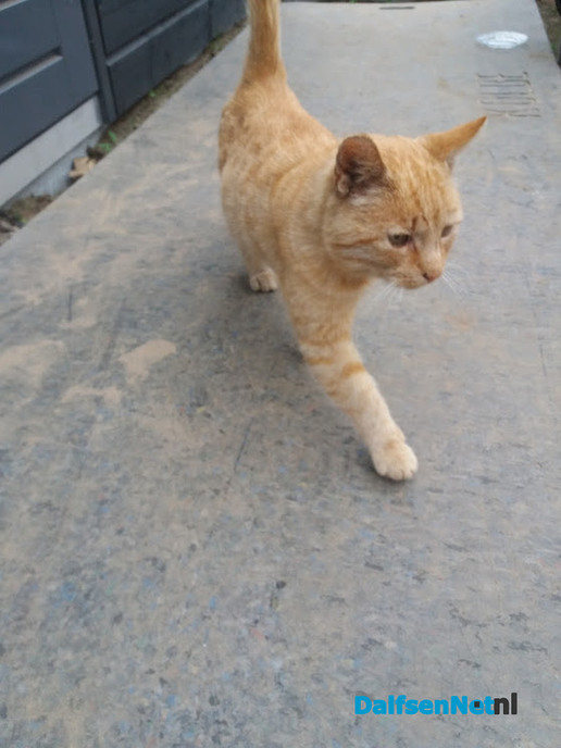 Rode kater gevonden - Foto: Ingezonden foto