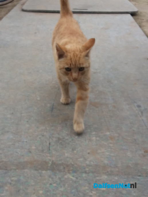 Rode kater gevonden - Foto: Ingezonden foto