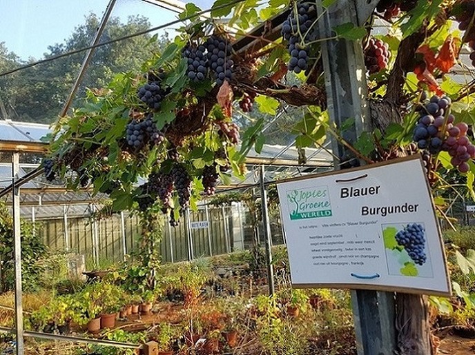 25 soorten droemn bie Jopie - Foto: Eigen geleverde foto