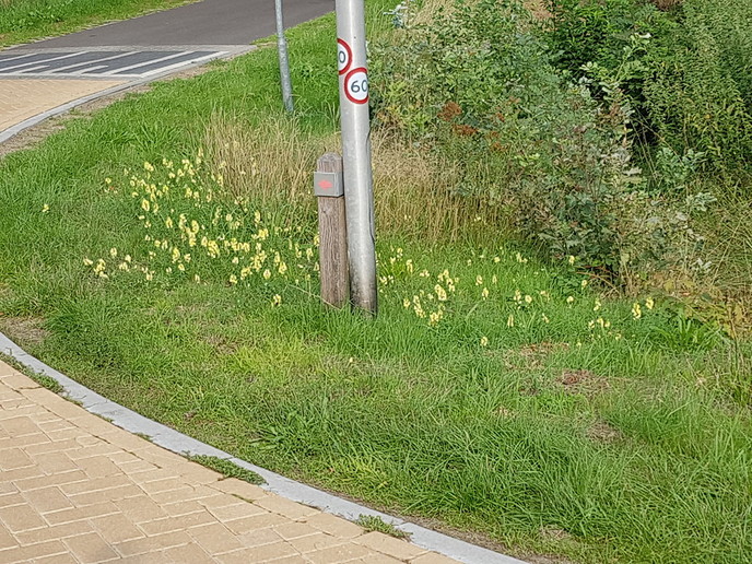 Geile bleumpies langs de sloot - Foto: Eigen geleverde foto