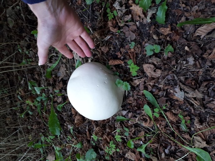 Reuzenchampignon Luchiespad - Foto: Eigen geleverde foto