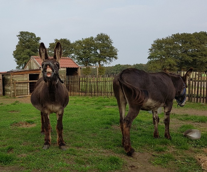 Ja doar stoaj dan met de bek vol taan - Foto: Eigen geleverde foto