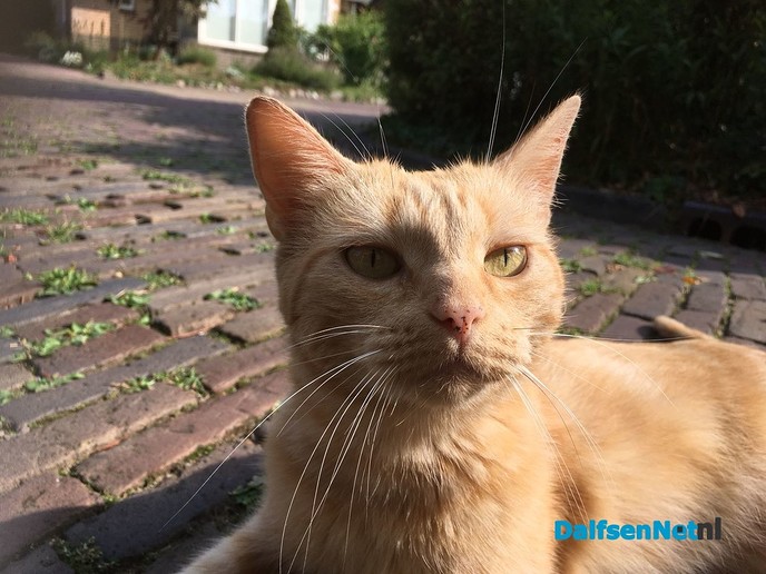 Wie wil Japie - Foto: Ingezonden foto