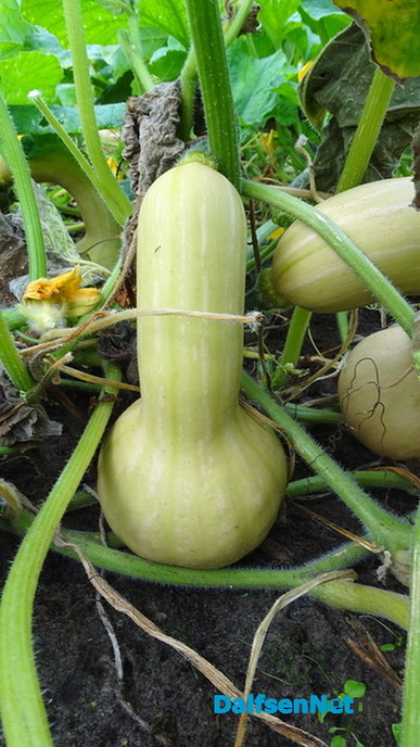 Nazomeren op de Lindehoeve - Foto: Ingezonden foto