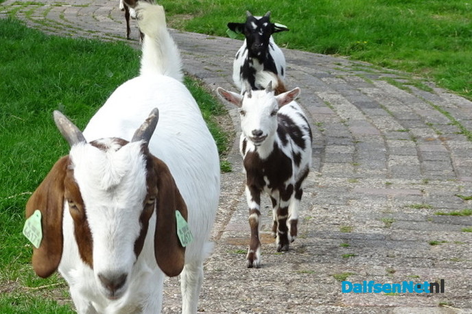 Nazomeren op de Lindehoeve - Foto: Ingezonden foto