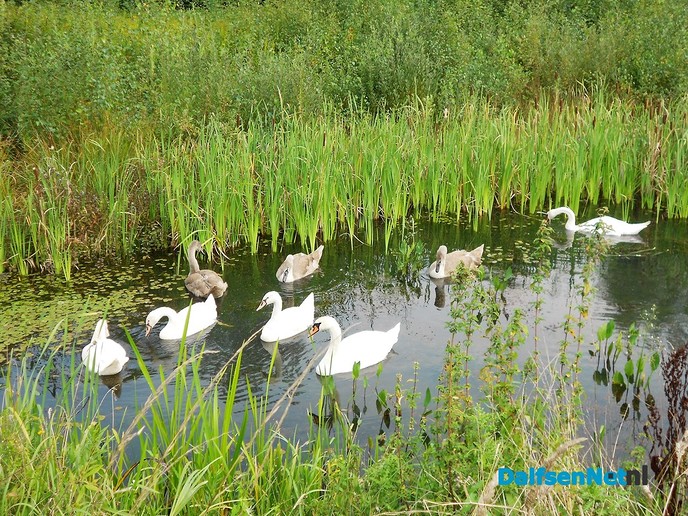 Koppeltje witte zwanen aan de Zwarteweg
