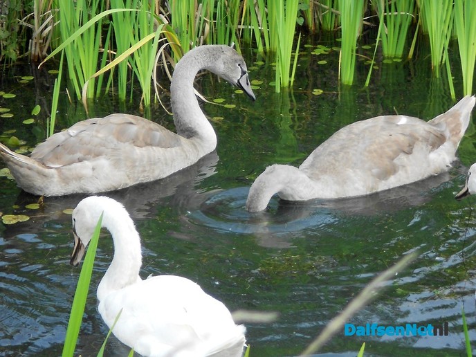 Koppeltje witte zwanen aan de Zwarteweg