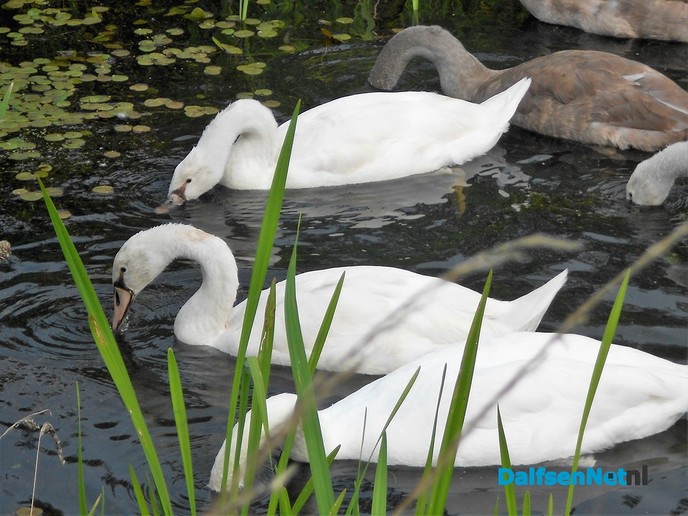Koppeltje witte zwanen aan de Zwarteweg