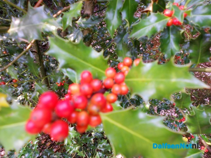Den Aalshorst