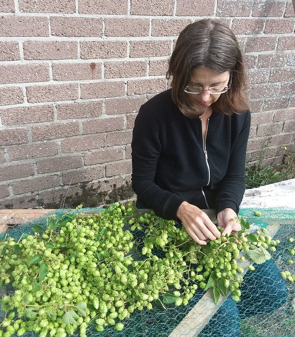 Pluk nu de Hop - Foto: Eigen geleverde foto