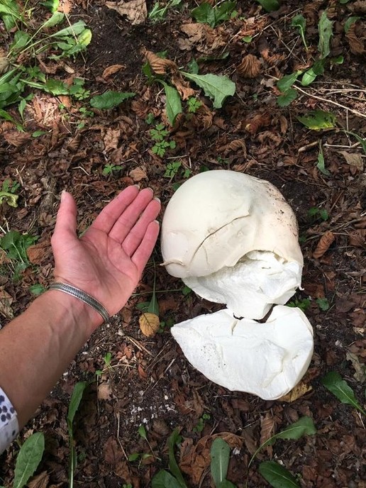Reuzenchampignon Luchiespad - Foto: Eigen geleverde foto