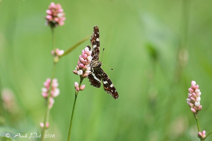 Foto van de maand van Ank - Foto: Ank Pot