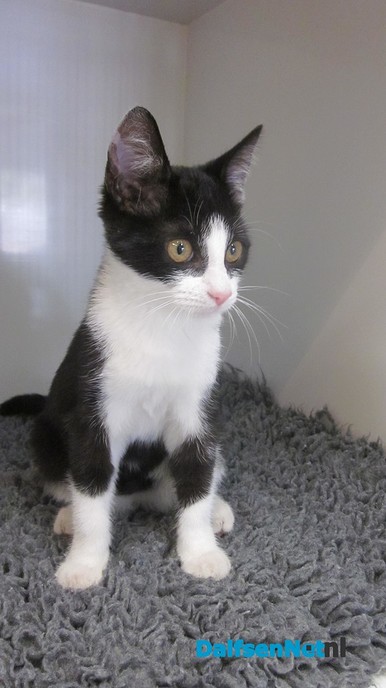 Gevonden kitten - Foto: Ingezonden foto