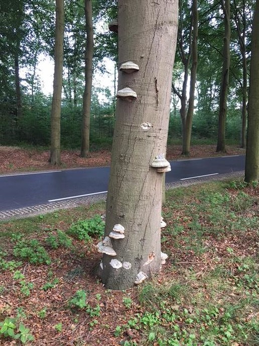 Elfenbankjeflat nabij Foreco - Foto: Eigen geleverde foto