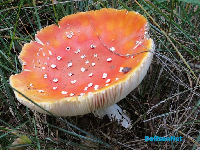 Herfst: De tamme kastanjes, ze zijn er weer - Foto: Wim