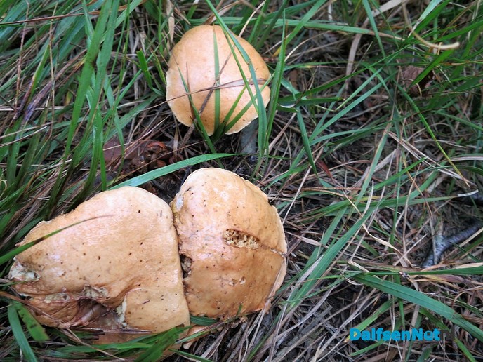 Herfst: De tamme kastanjes, ze zijn er weer - Foto: Wim