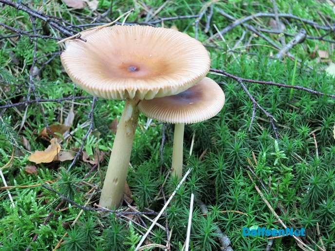 Herfst: De tamme kastanjes, ze zijn er weer - Foto: Wim