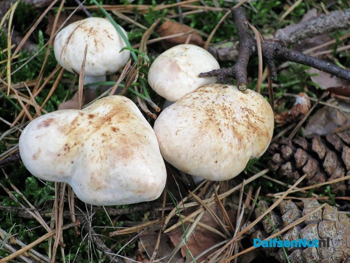 Herfst: De tamme kastanjes, ze zijn er weer - Foto: Wim