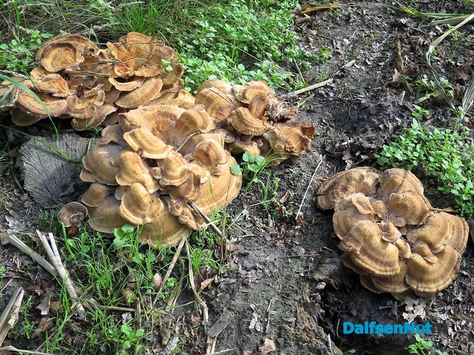 Herfst: De tamme kastanjes, ze zijn er weer - Foto: Wim