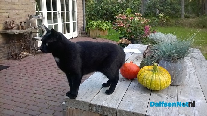 Zwarte kat - Foto: Ingezonden foto