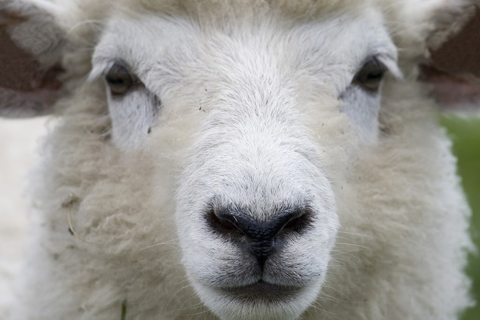 Schapen mogen langer op de dijken grazen - Foto: Eigen geleverde foto