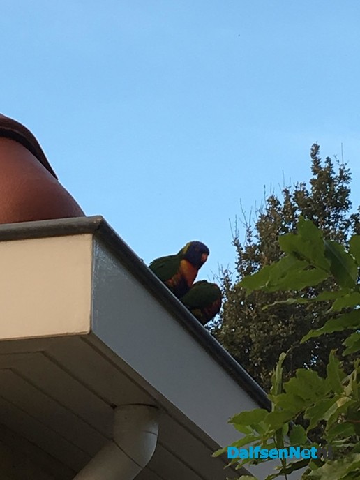 2 papegaaien/parkieten aan komen vliegen - Foto: Ingezonden foto