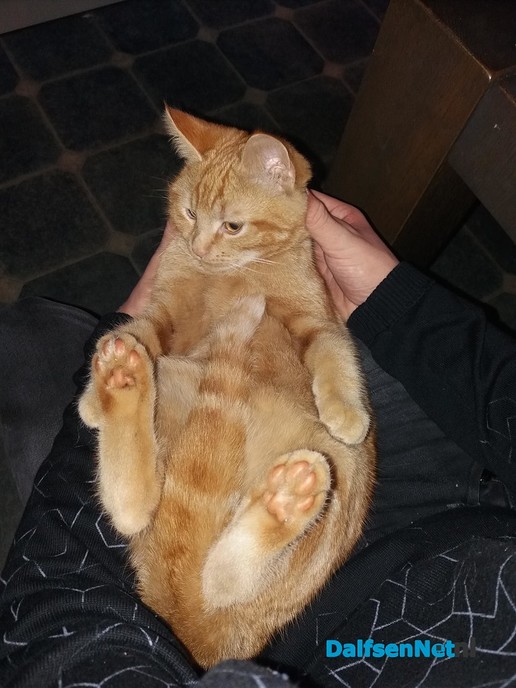 Kat vermist - Foto: Ingezonden foto