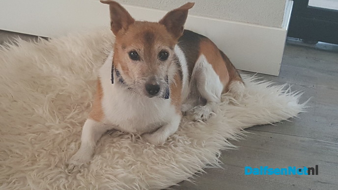 Hond vermist in Welsum - Foto: Ingezonden foto