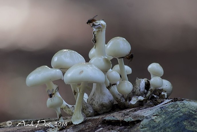 Foto van de maand van Ank - Foto: Ank Pot