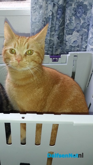 Kat vermist - Foto: Ingezonden foto