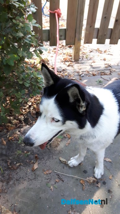 Hond gevonden en terug bij de eigenaar - Foto: Ingezonden foto