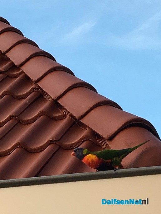 2 papegaaien/parkieten aan komen vliegen - Foto: Ingezonden foto