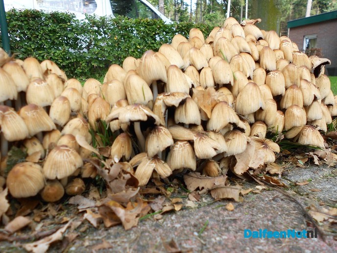 Zo maar wat herfstplaatjes