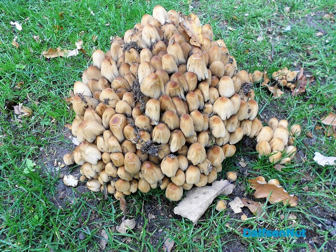 Zo maar wat herfstplaatjes