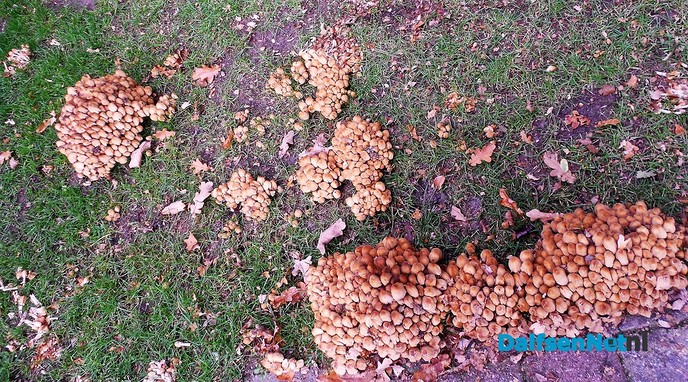 Zo maar wat herfstplaatjes