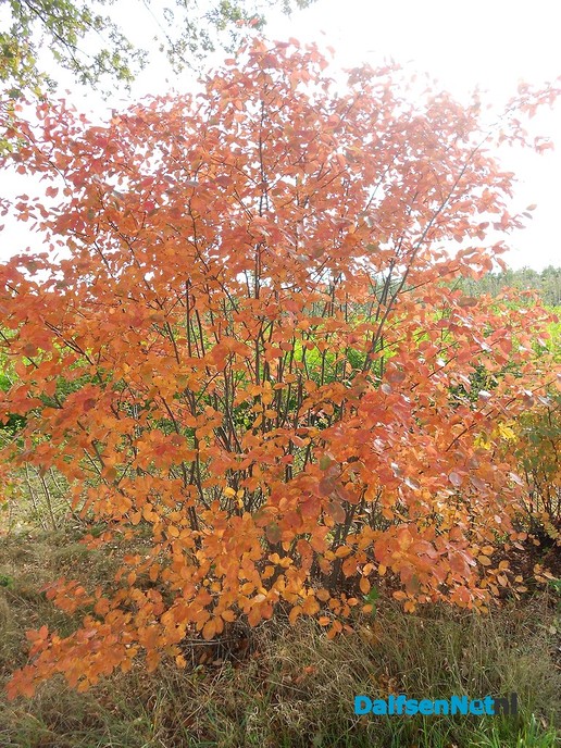 Zo maar wat herfstplaatjes