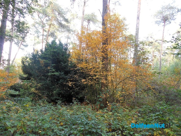 Zo maar wat herfstplaatjes